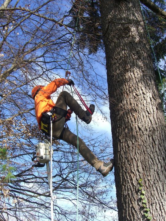 potature-tree-climbing